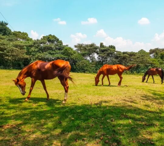 Tigoni Horse Trails