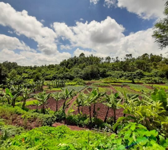 Mlango Farm