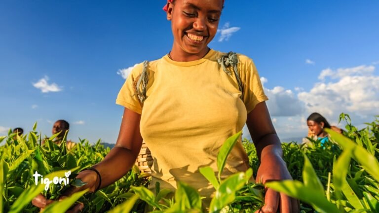 Tea Farm Tours in Tigoni