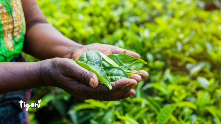 Tea Farm Tours in Tigoni