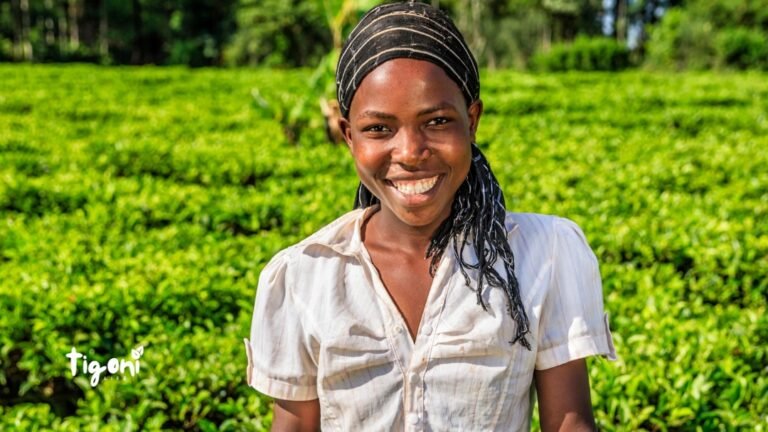 Tea Farm Tours in Tigoni