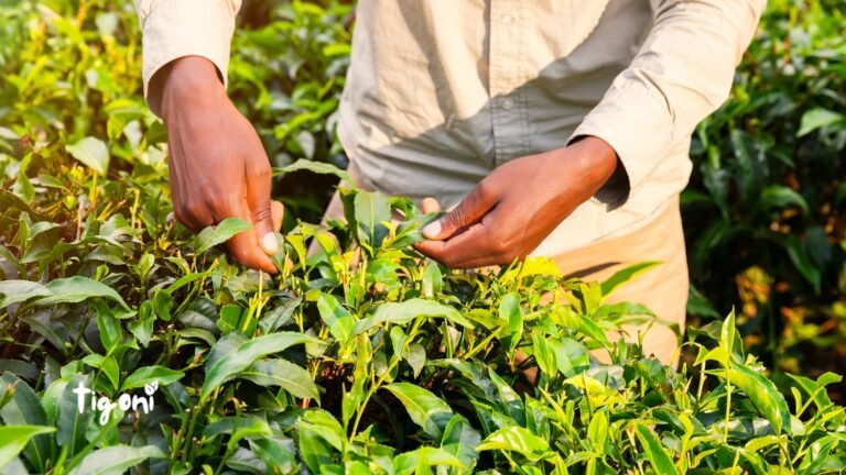 Tea Farm Tours in Tigoni