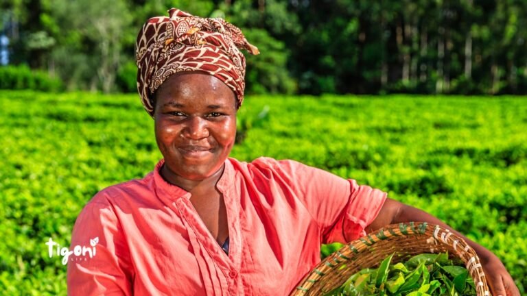 Tea Farm Tours in Tigoni