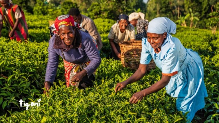 Tea Farm Tours in Tigoni