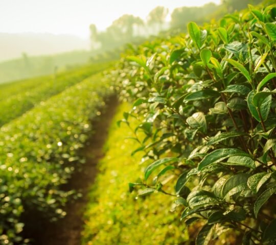 Teagoni Tea Farm Teagoni Tea Farm