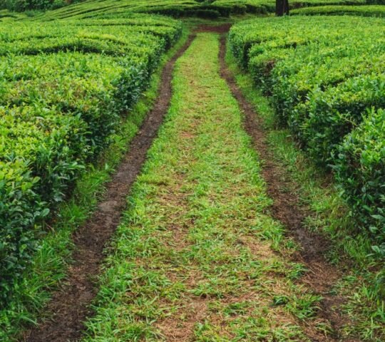 Mabroukie tea factory