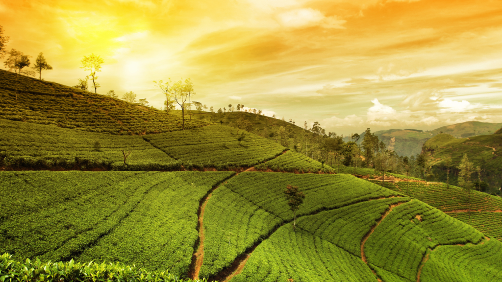 Tigoni Tea Farm Tour