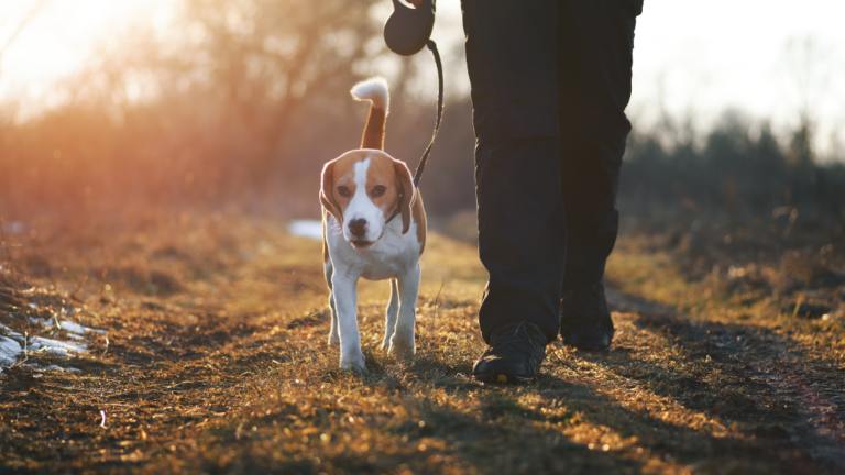 Dog Friendly walks 1