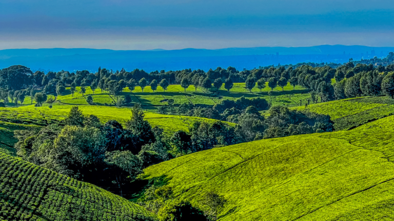 Premium Family Walk 1