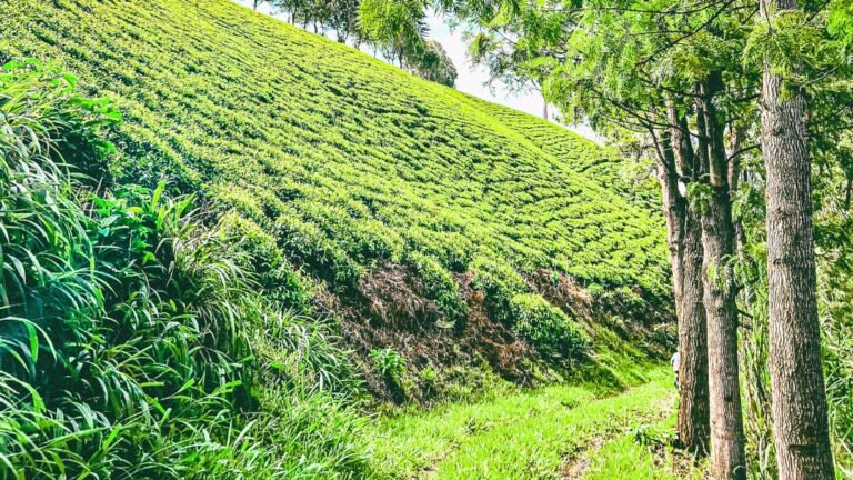 Family walks header images 2