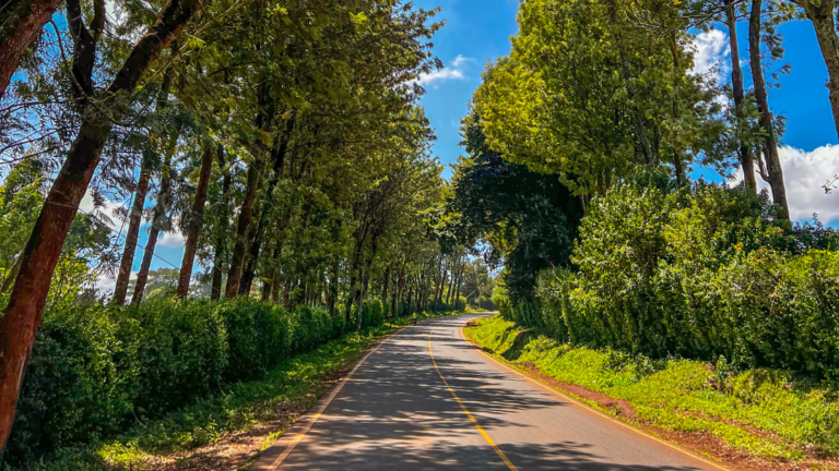 Premium Family Walk 4