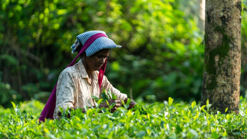 tea farm tour